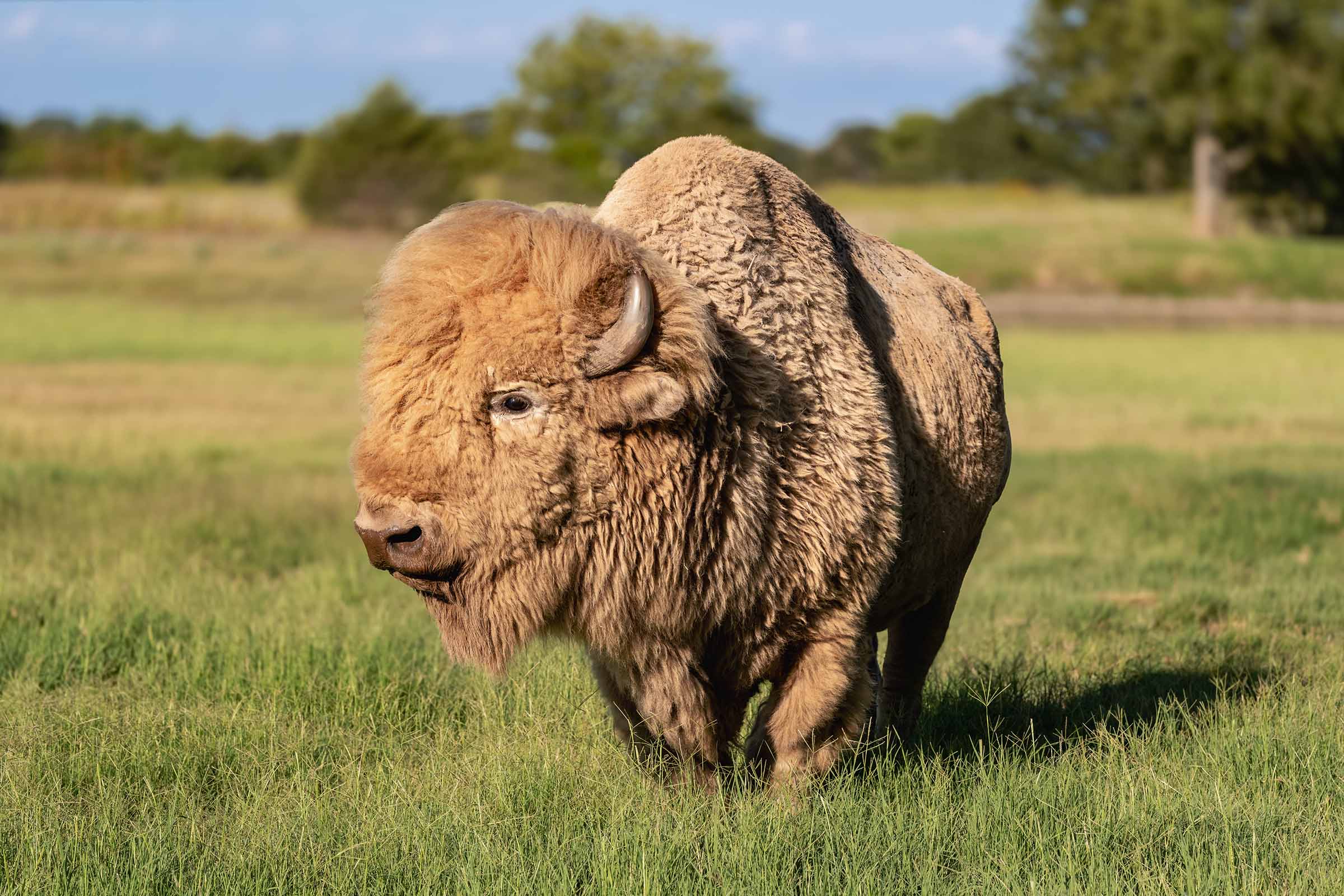 American Bison Hunting in Texas