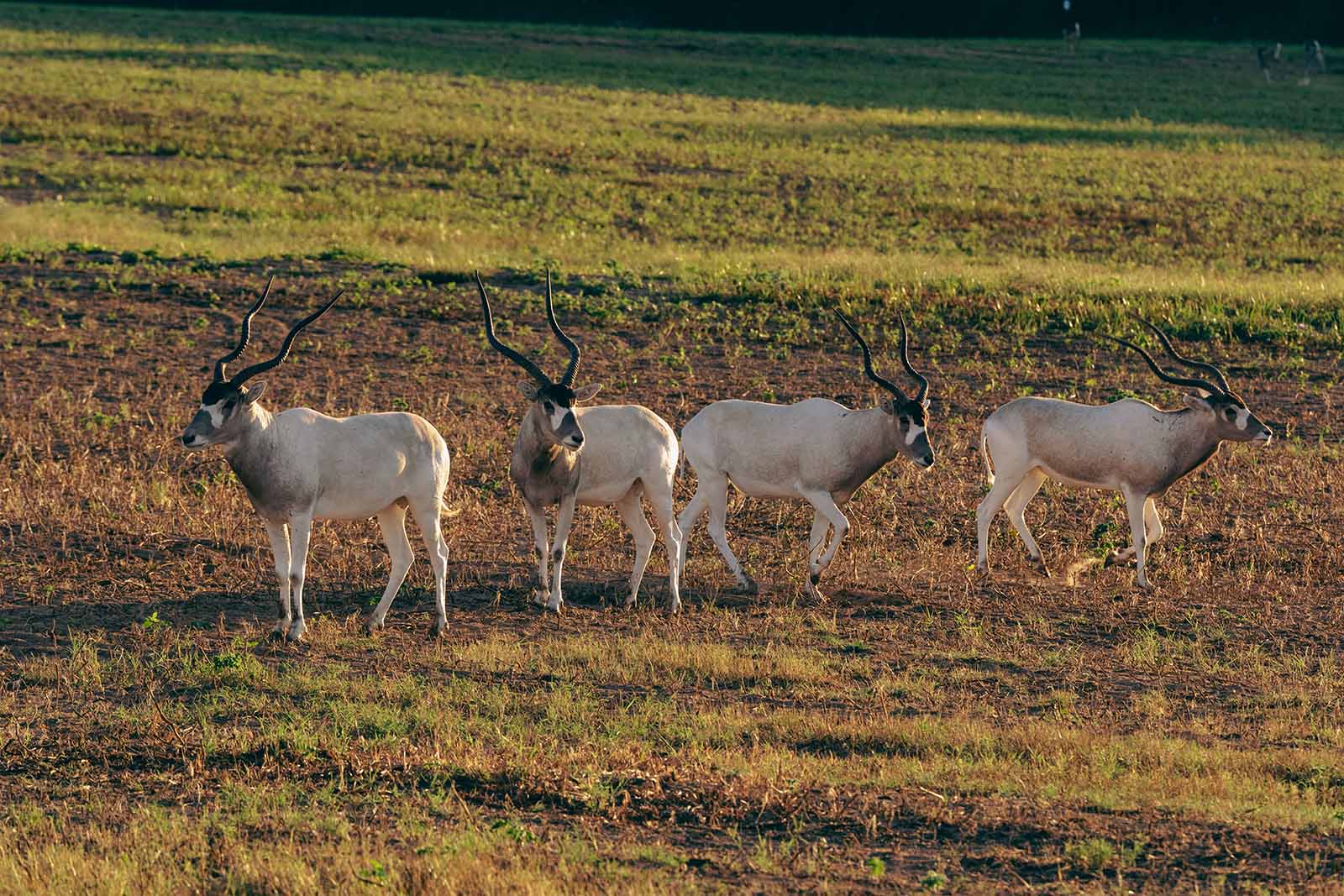 Addax Hunting Texas