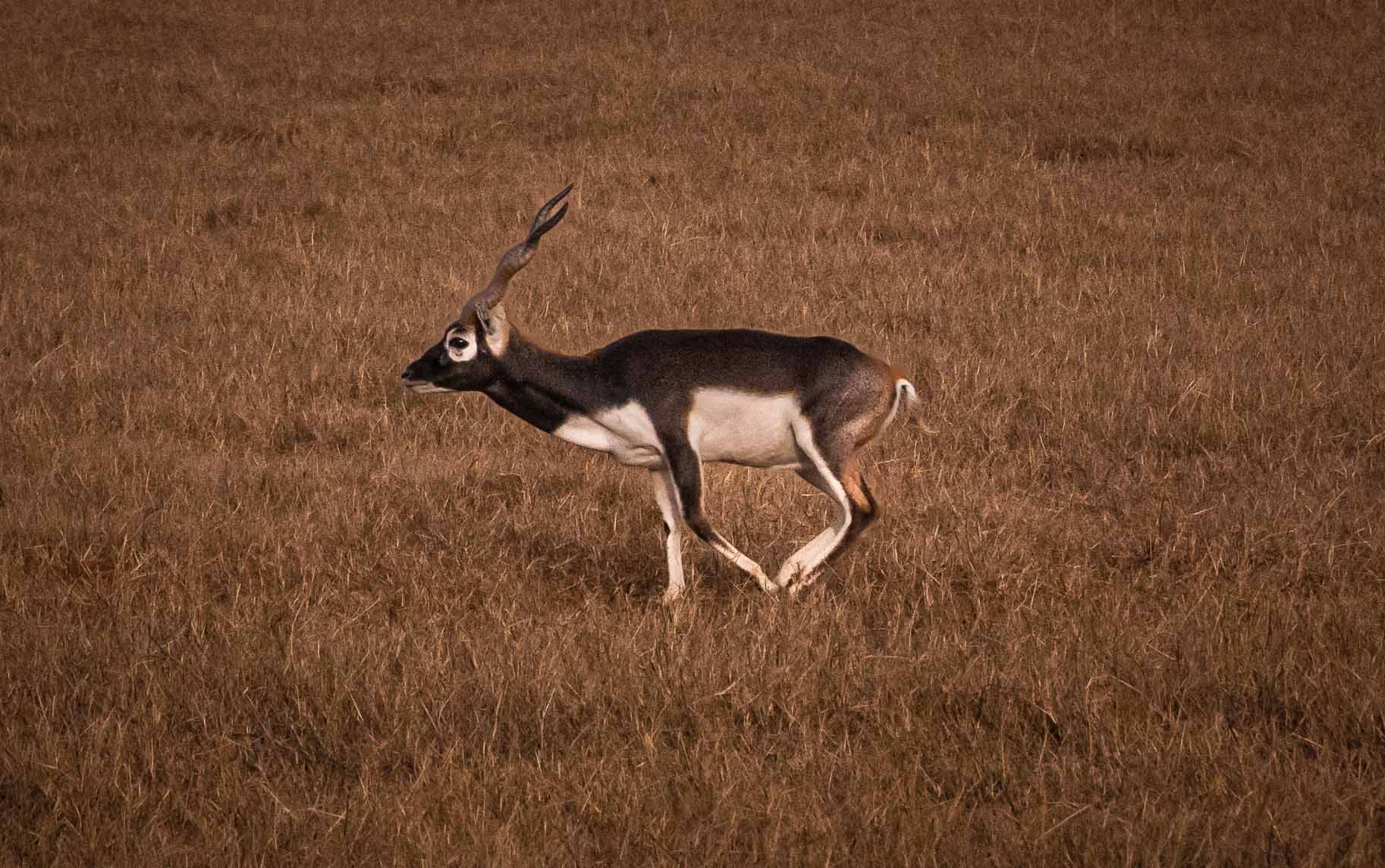Blackbuck - Triple R Ranch - TX