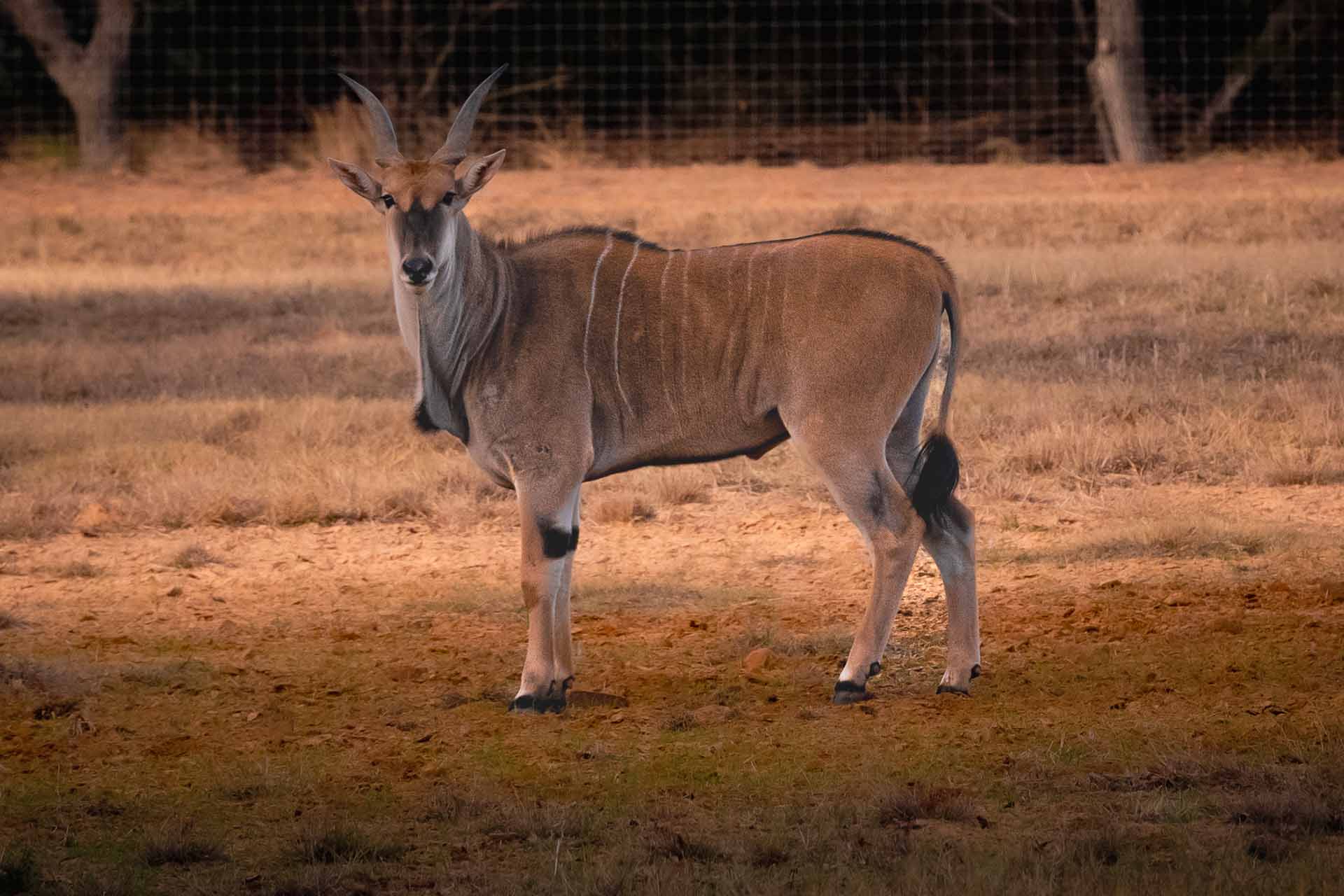 Eland - Triple R Ranch - TX