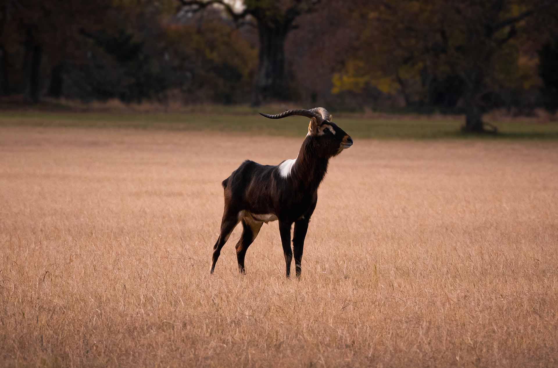 Nile Lechwe - Triple R Ranch - TX