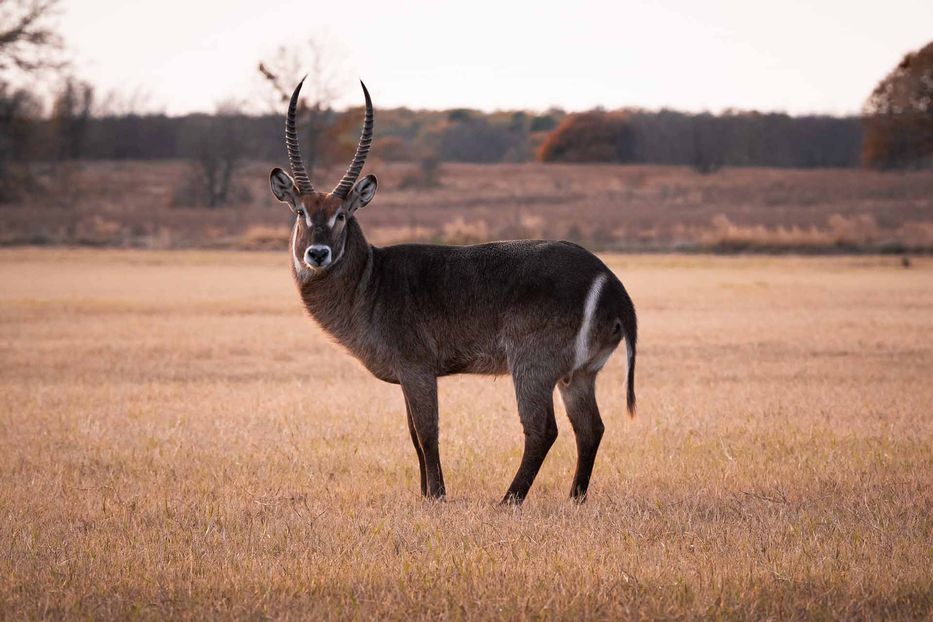 Waterbuck - Triple R Ranch - TX