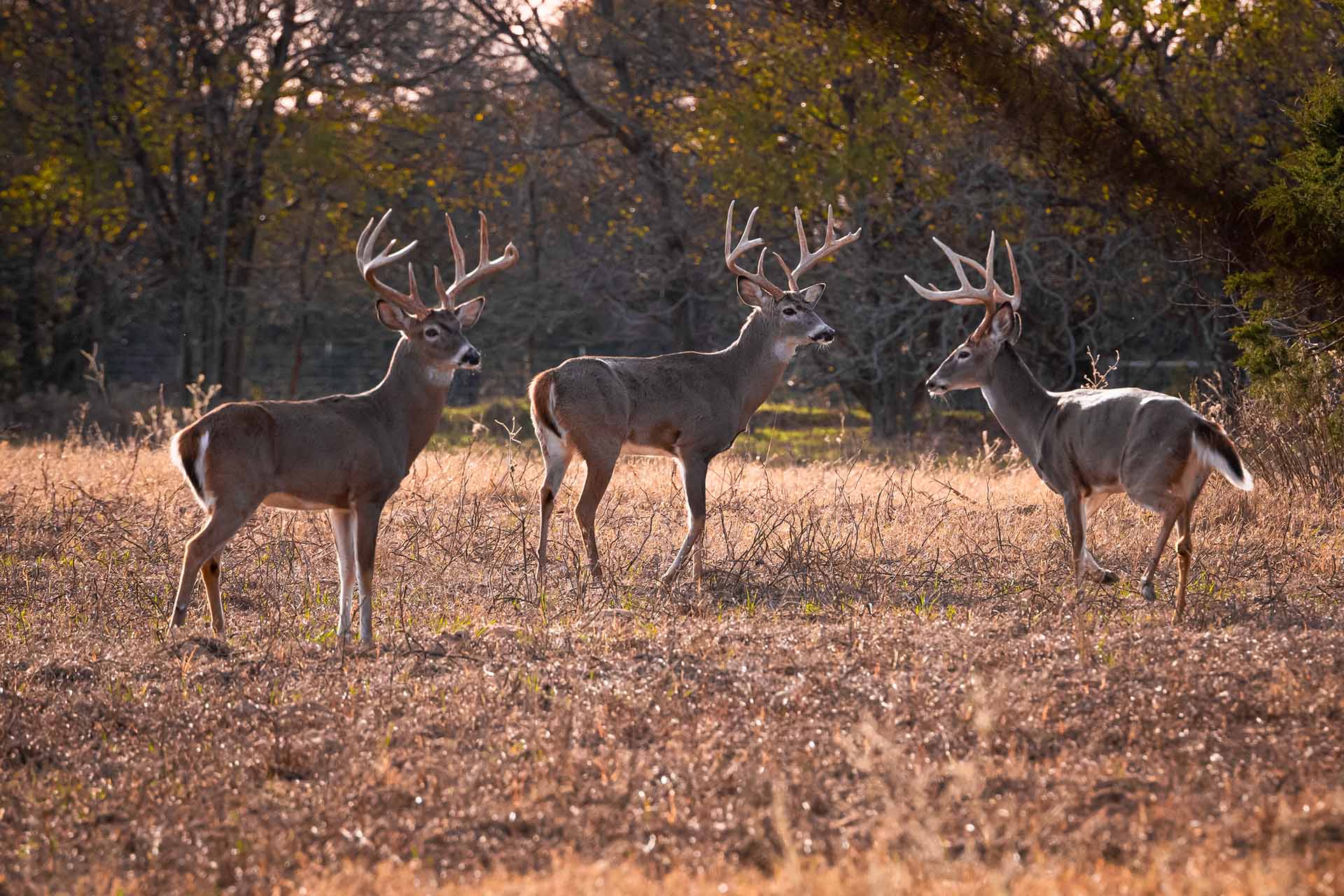 Whitetail Deer - Triple R Ranch - TX