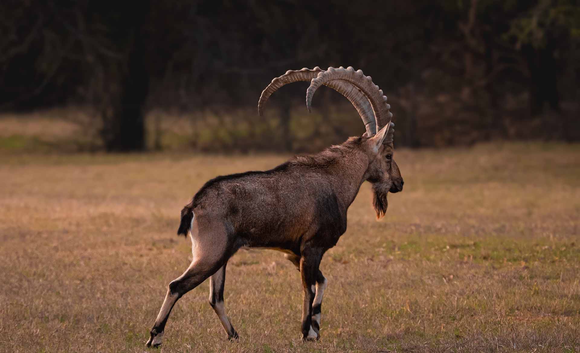 Nubian Ibex - Triple R Ranch - TX